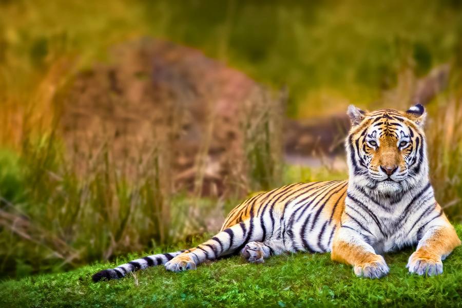 Jaipur and Tiger Safari Private Trip by Car (2 Days)